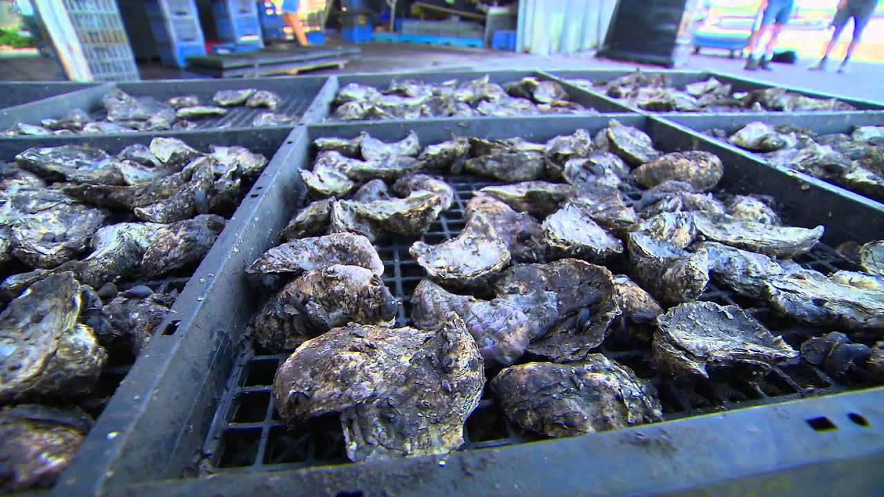 Love Seafood ...Love Port Stephens with Don Burgoyne Oyster Grower.