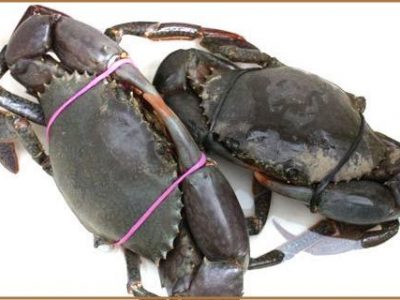 Fishermans-Co-Op-Live-Mud-Crab-500x320