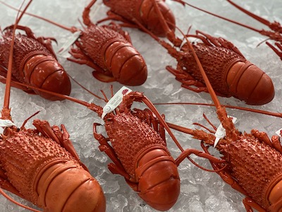 Lobster.1